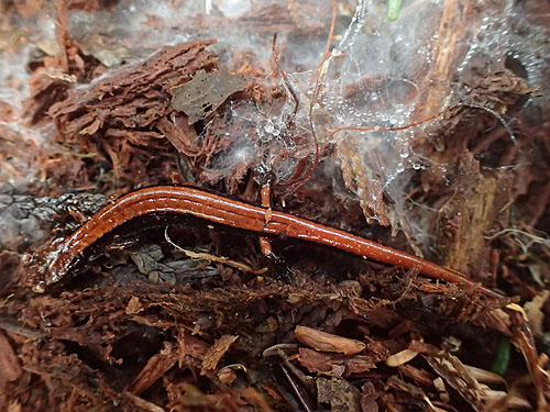 western redback salamander Plethodon vehiculum under log, Olney Pass, Snohomish County, Washington