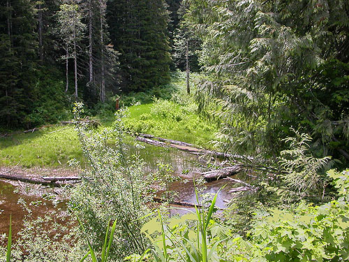 pond below road (Olney Creek source), Olney Pass, Snohomish County, Washington