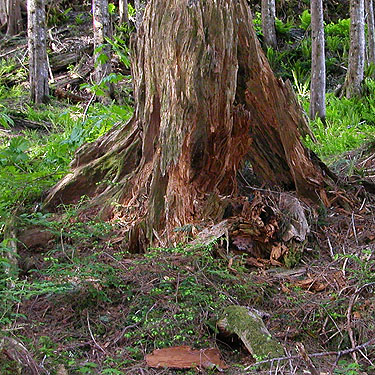 old stump and fallen dead wood, Olney Pass, Snohomish County, Washington