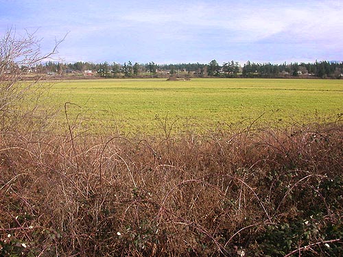 diked farmland adjacent to Padilla Bay Shore Trail, Skagit County, Washington