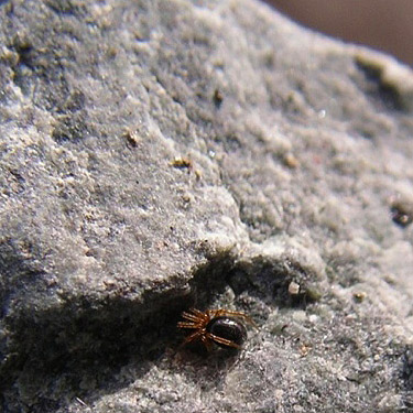 juvenile linyphiid spider under stone at trailhead, Padilla Bay Shore Trail, Skagit County, Washington