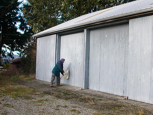 Laurel Ramseyer collecting spiders from building, Padilla Bay Shore Trail parking lot, Skagit County, Washington