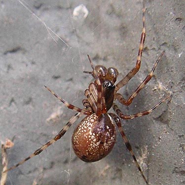 penultimate male linyphiid spider Neriene digna, Padilla Bay Shore Trail parking lot, Skagit County, Washington