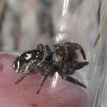 jumping spider Phidippus sp. under rock at trailhead, Padilla Bay Shore Trail, Skagit County, Washington