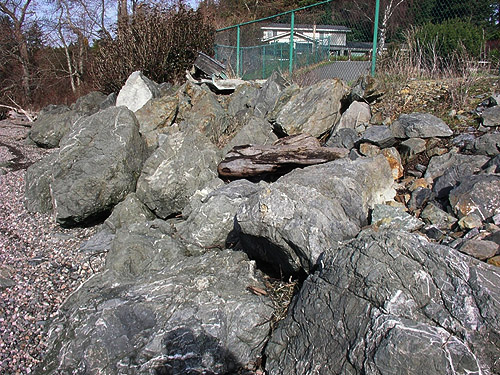 rocks on dike-shore, Padilla Bay Shore Trail, Skagit County, Washington