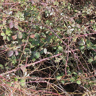 invasive blackberry, Padilla Bay Shore Trail, Skagit County, Washington
