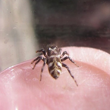 jumping spider Salticus scenicus from under trailhead rock, Padilla Bay Shore Trail, Skagit County, Washington