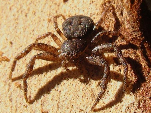 crab spider Bassaniana utahensis, Painted Rocks Trail, Spokane County, Washington