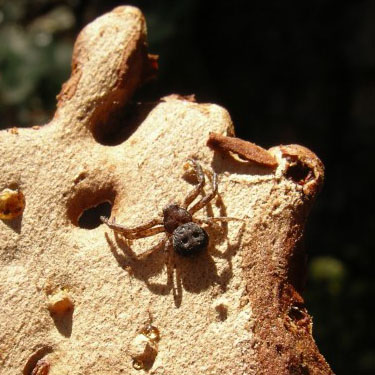 crab spider Bassaniana utahensis on pine bark scale, Painted Rocks Trail, Spokane County, Washington