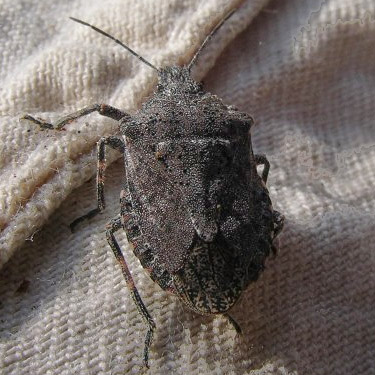 black shield bug from pine cone, Painted Rocks Trail, Spokane County, Washington