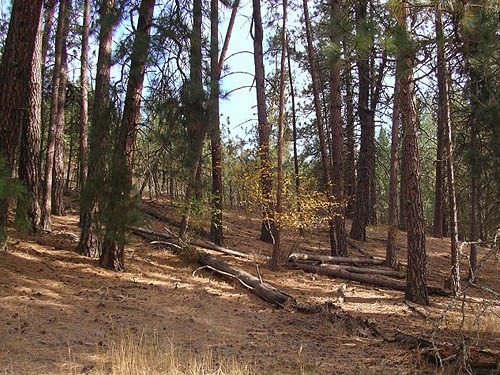 hillside ponderosa pine forest, Painted Rocks Trail, Spokane County, Washington