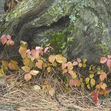 poison ivy Rhus radicans near trailhead, Painted Rocks Trail, Spokane County, Washington
