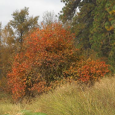 red fall-colored tree, Painted Rocks Trail, Spokane County, Washington