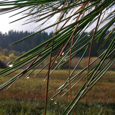 wet pine needles, Painted Rocks Trail, Spokane County, Washington