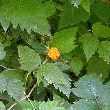ripe salmonberry along main Mt. Pilchuck Road, Snohomish County, Washington