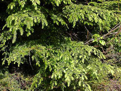 western hemlock foliage, old rock quarries on lower NW slope of Mt. Pilchuck, Snohomish County, Washington