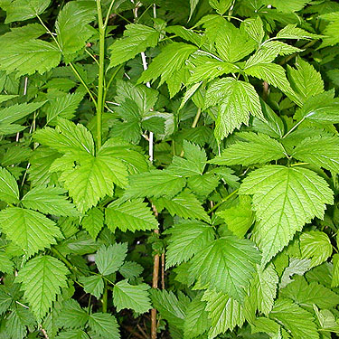 salmonberry foliage, berries not yet developed, old rock quarries on lower NW slope of Mt. Pilchuck, Snohomish County, Washington