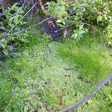 Sphagnum moss in tiny bog, old rock quarries on lower NW slope of Mt. Pilchuck, Snohomish County, Washington