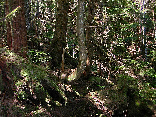 forest floor near old rock quarries on lower NW slope of Mt. Pilchuck, Snohomish County, Washington