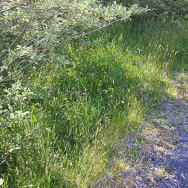 grassy verge along main Mt. Pilchuck Road, Snohomish County, Washington