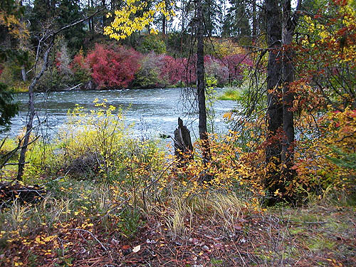fall color on bank, Wenatchee River at Beaver Creek mouth, Chelan County, Washington