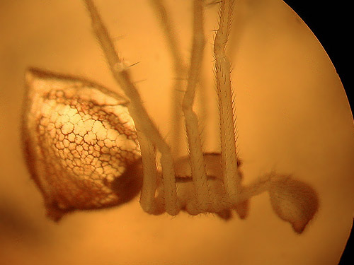 Chrysso pelyx, rare theridiid spider, from conifer foliage in yard, Little Chumstick Creek, east of Plain, Chelan County, Washington