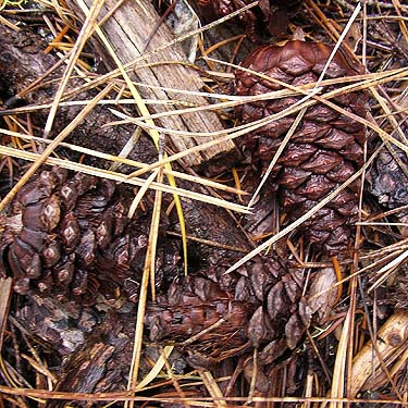 closed ponderosa pine cones, ridge crest E of Plain, Chelan County, Washington