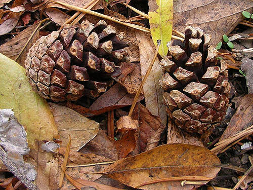 Scots pine cones, Little Chumstick Creek, east of Plain, Chelan County, Washington