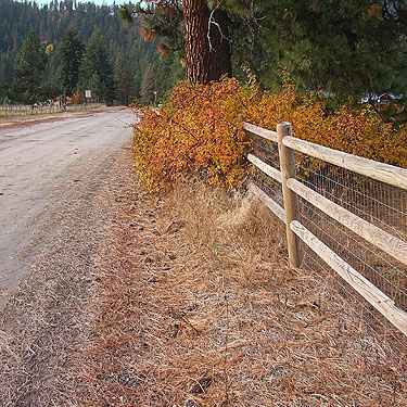 pine cones along fenceline in Plain, Chelan County, Washington