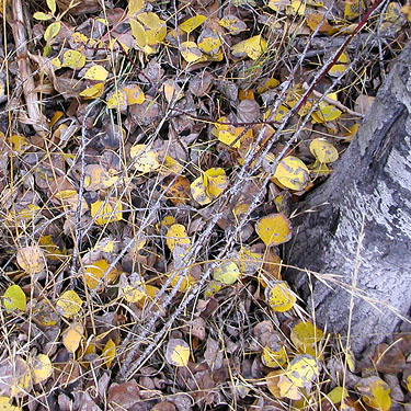 cottonwood leaf litter, Little Chumstick Creek, east of Plain, Chelan County, Washington