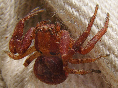 fresh female crab spider Xysticus locuples from pine cones, Plain, Chelan County, Washington