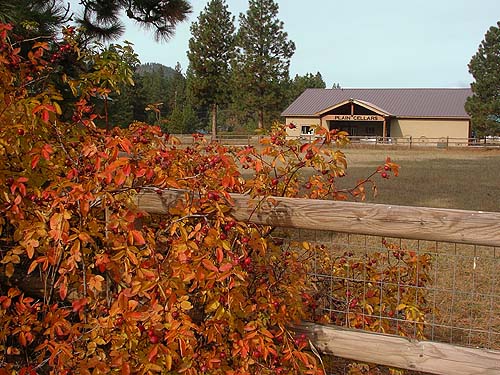 red shrub on fence line; Plain Cellars winery in background, Plain, Chelan County, Washington