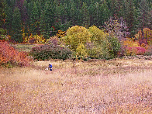 Rod Crawford sweeping tall grass field, Little Chumstick Creek, east of Plain, Chelan County, Washington