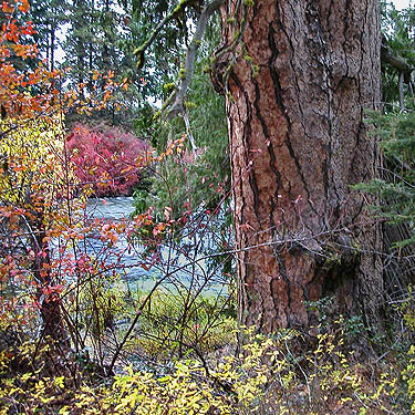 ponderosa pine trunk, bank of Wenatchee River at Beaver Creek mouth, Chelan County, Washington