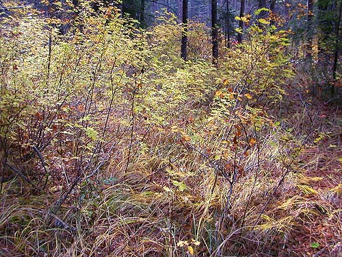 forest understory, ridge crest E of Plain, Chelan County, Washington