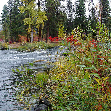 willow along river bank, Wenatchee River at Beaver Creek mouth, Chelan County, Washington