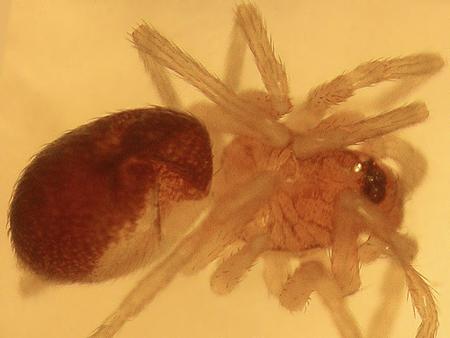Zodarion rubidun spider from Plain, Chelan County, Washington