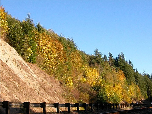 fall colors, Chehalis River S of Porter, Grays Harbor County, Washington