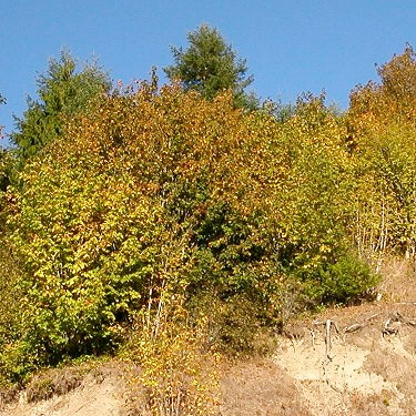 fall colors, Chehalis River S of Porter, Grays Harbor County, Washington