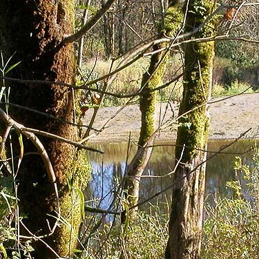 tree moss by shoreline, Porter Bridge WDFW site, Grays Harbor County, Washington