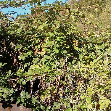 invasive Himalayan blackberry at Porter Bridge WDFW site, Grays Harbor County, Washington