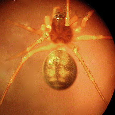 microspider Grammonota zephyra Linyphiidae, Porter Bridge WDFW site, Grays Harbor County, Washington