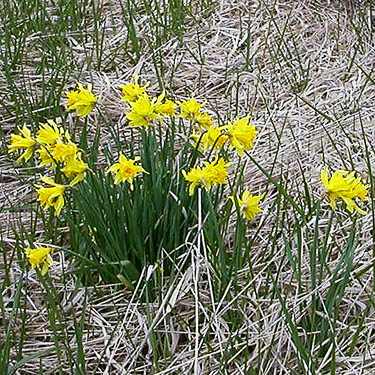 cluster of daffodils in marshy field, Rapjohn Lake, Pierce County, Washington