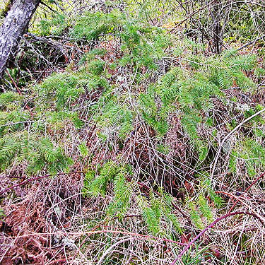Douglas-fir foliage habitat at Rapjohn Lake, Pierce County, Washington