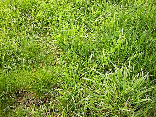 tall grass habitat at Rapjohn Lake, Pierce County, Washington