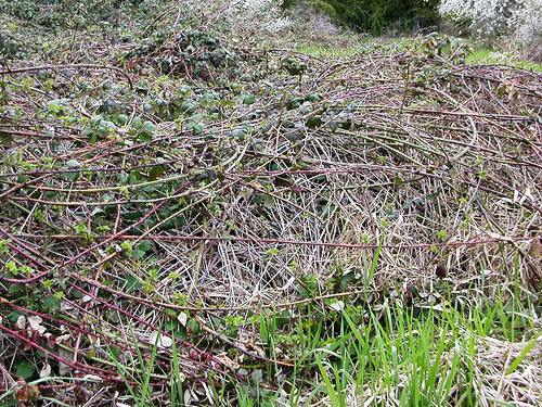 horrible Himalayan blackberry thicket, Rapjohn Lake, Pierce County, Washington