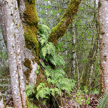bigleaf maple trunk with moss and Polypodium ferns, Rapjohn Lake, Pierce County, Washington