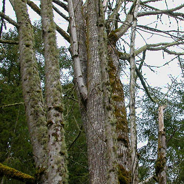 bare spring bigleaf maple tree, Rapjohn Lake, Pierce County, Washington