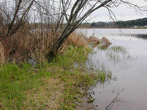 marshy lake shore, Rapjohn Lake, Pierce County, Washington