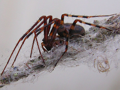 Pimoa altioculata, pimoid spider, at Rapjohn Lake, Pierce County, Washington